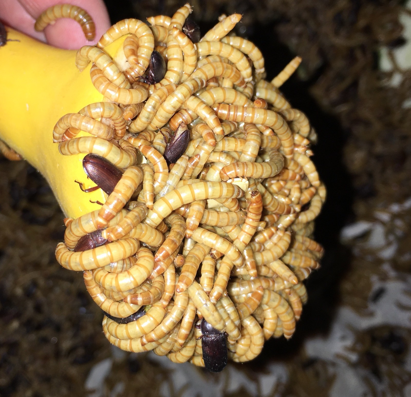 2,500 Live Medium High Quality Mealworms ORGANICALLY Raised in the (PNW)