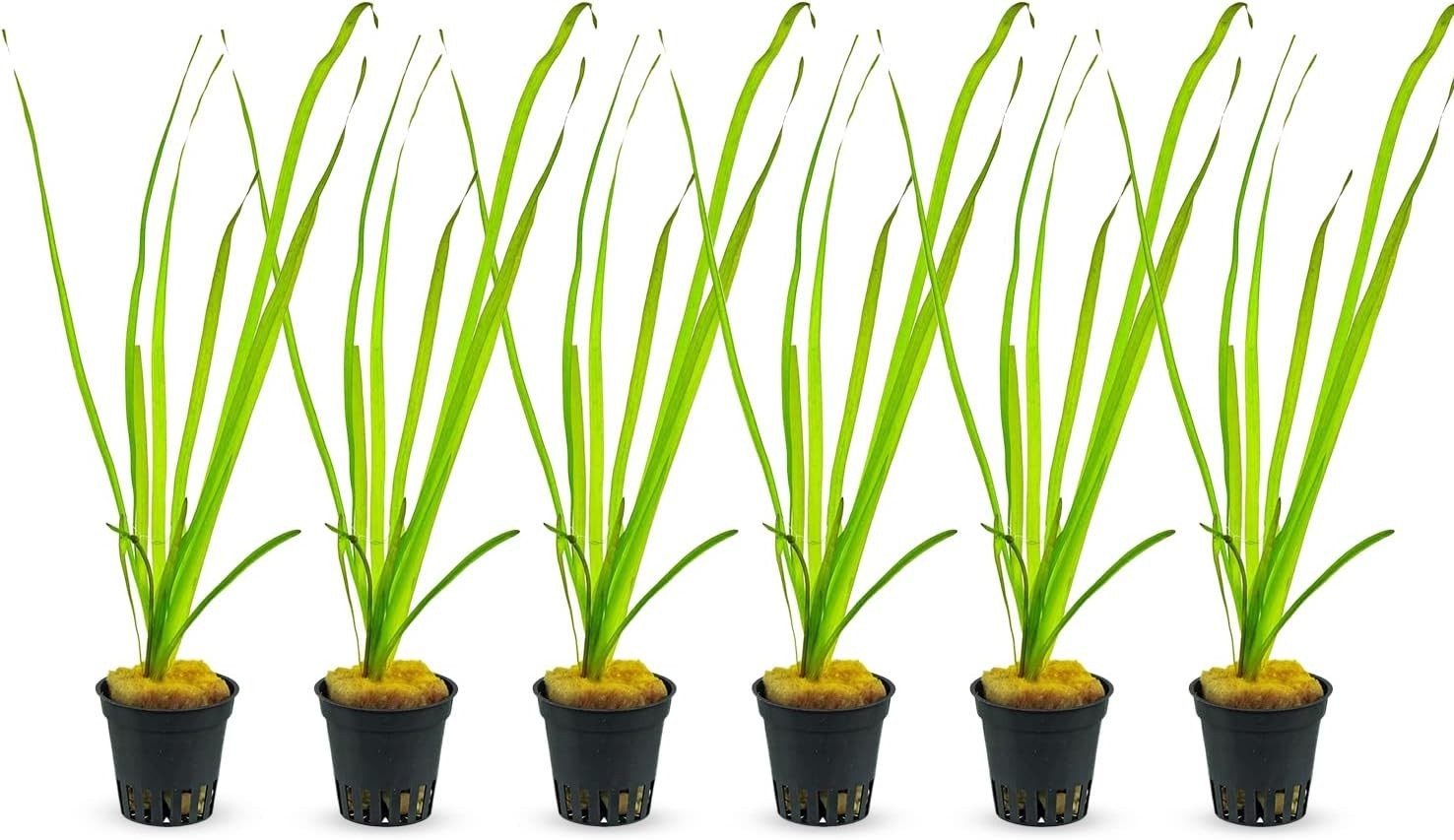 6 Valisnaria (Vals) Spiralis Italian Live Aquarium Plants BUY 2 GET 1 FREE