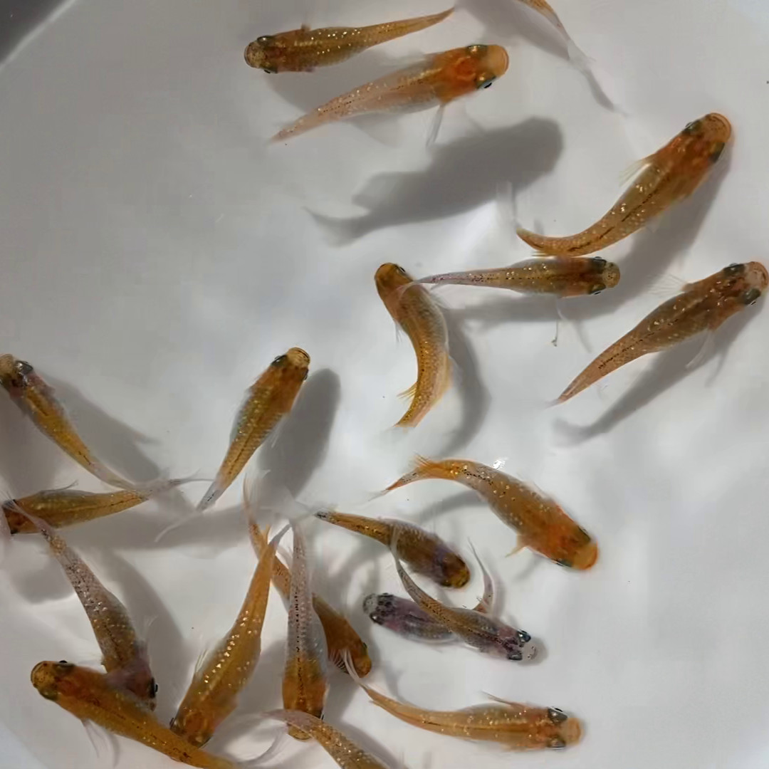 Lot of 8 Medaka, Tricolor Glitter Sanshoku Japanese Rice Fish,Aquarium/Pond Fish
