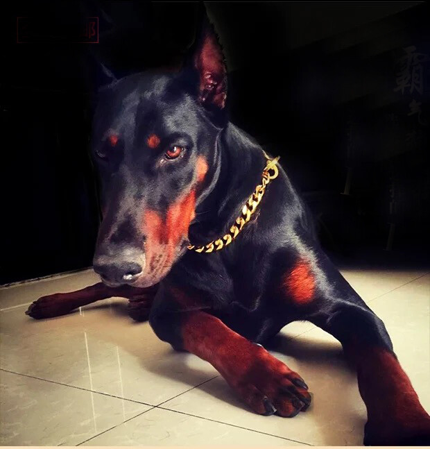 10/12/15/17/19mm Gold Curb Cuban Link Dog Chain Collar Stainless Steel 12″-32″