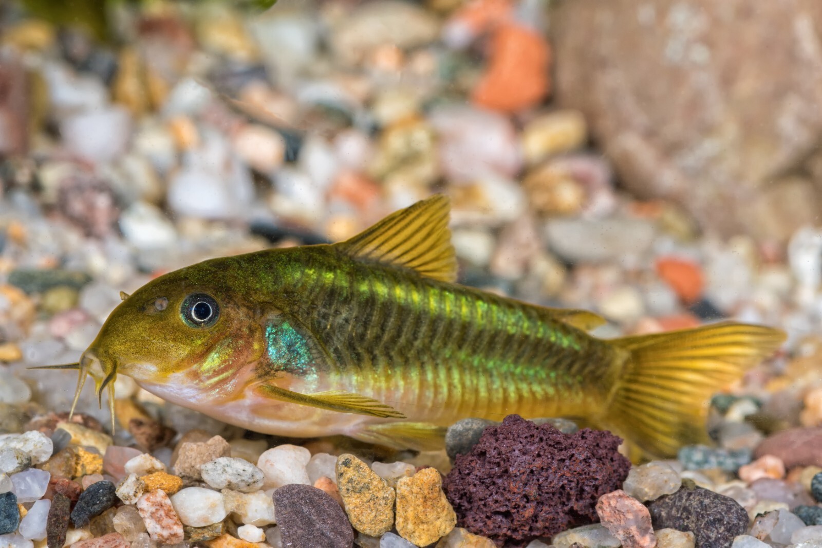 CORY CATFISH FOOD MIX Bottom Feeders,Snail,Crayfish,Catfish,Loach,ABF205