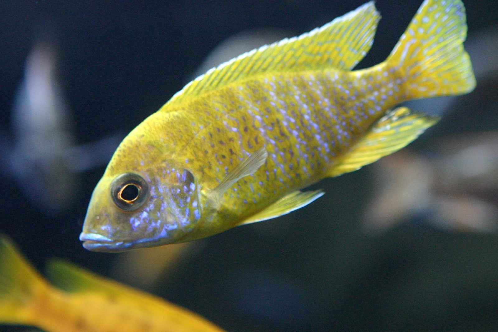 Ultra+Sinking Veggie/ Blackworm Pellet Mix 3.0mm ,Cichlids,Mbuna,Tropheus,A463