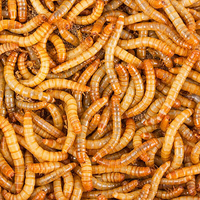 5-44LBS Bulk Dried Mealworms High Protein Non-GMO Wild Birds Fish Treats USA