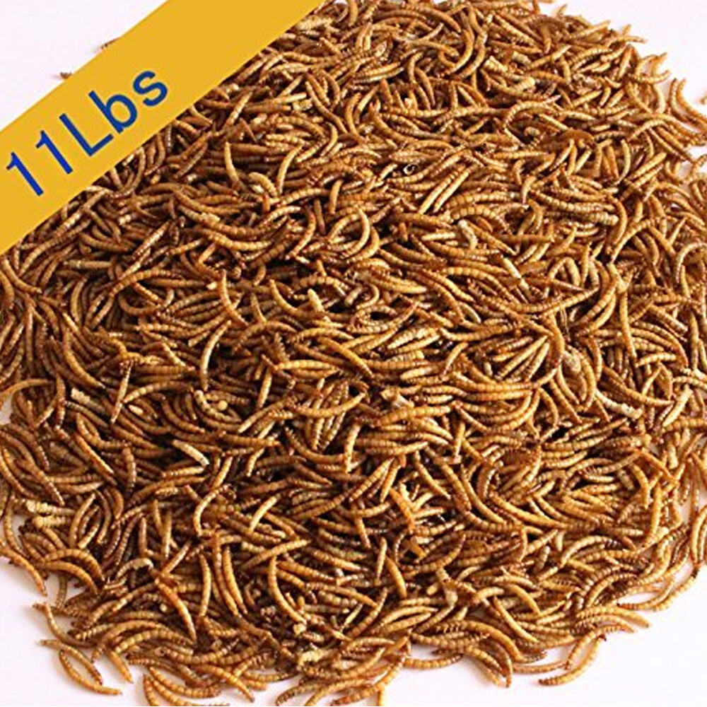 Bulk Dried Mealworms for chickens Birds Bluebirds Hamsters Hen Meal Worms Lot