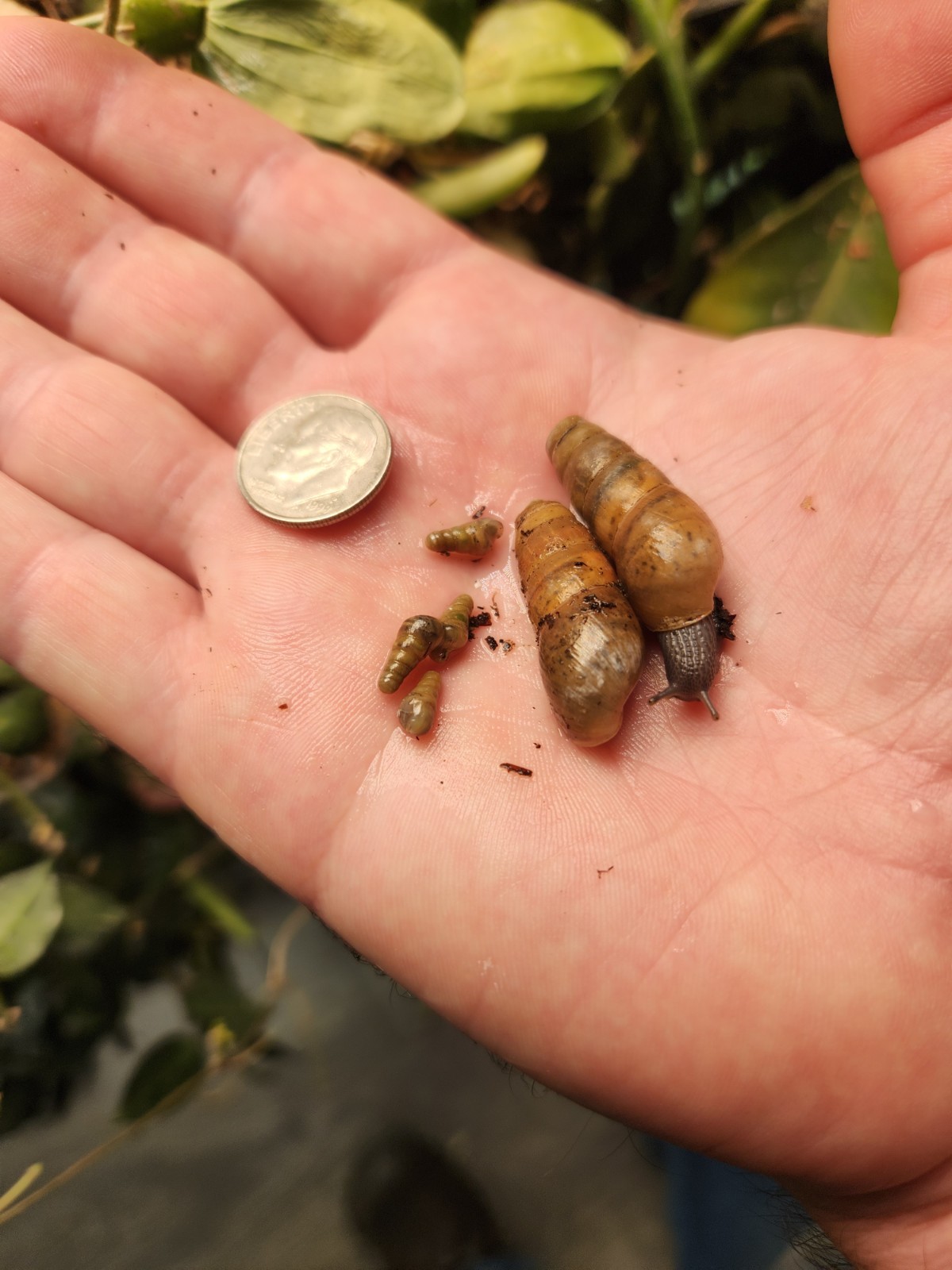 3 Baby Decollate Live Land Snail Fast Free 2 Day Ship