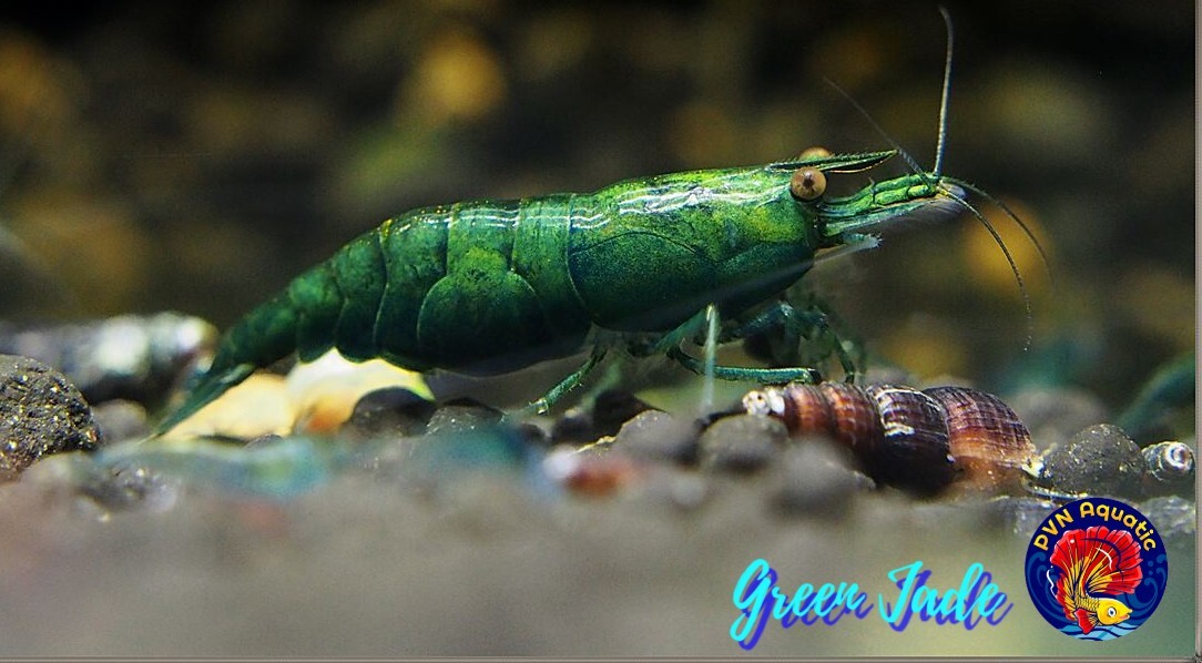 10+1 GREEN JADE – Freshwater Neocaridina Aquarium Shrimp. Live Guarantee