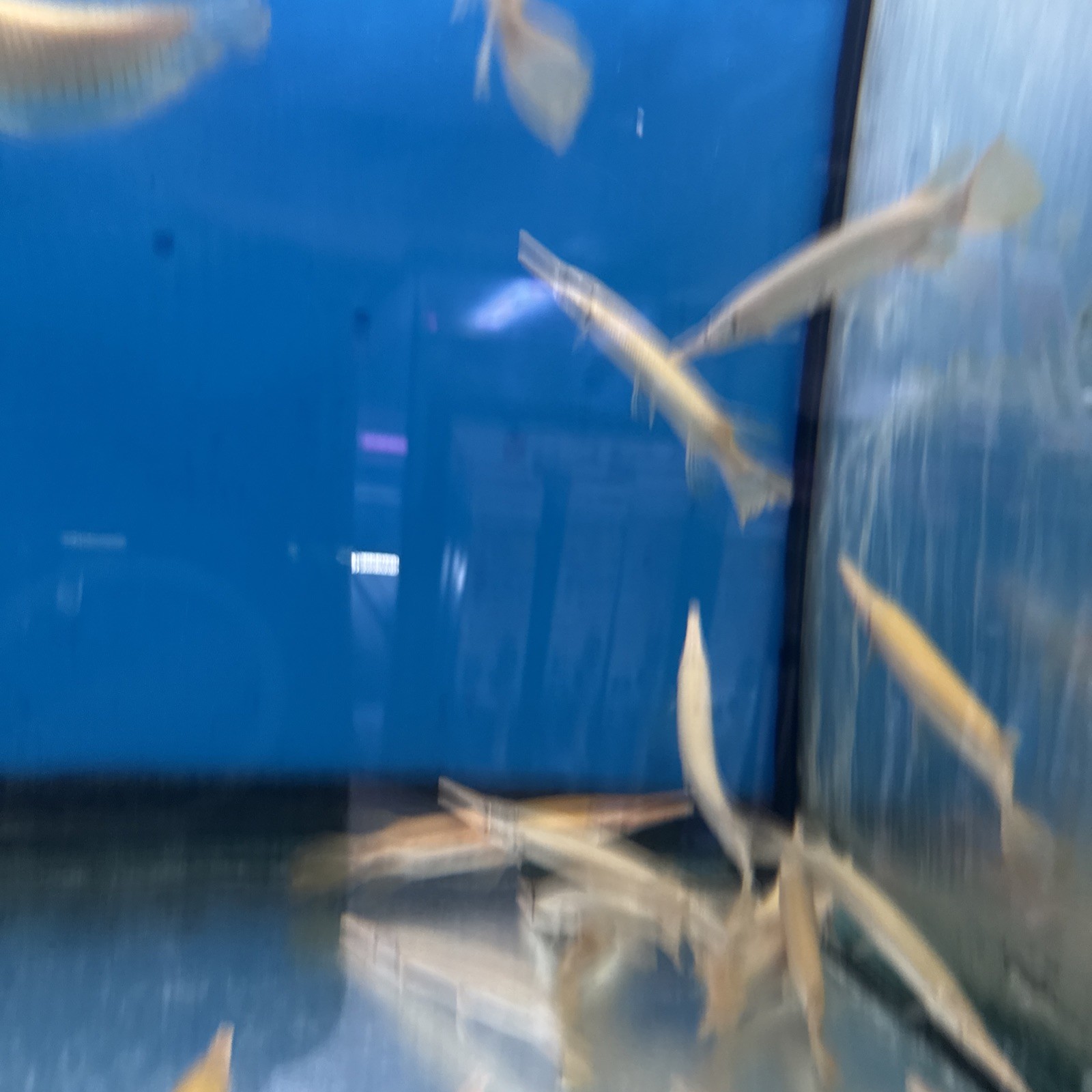 albino Florida gar (Lepisosteus platyrhincus ) 6 Inch Live Tropical Fish