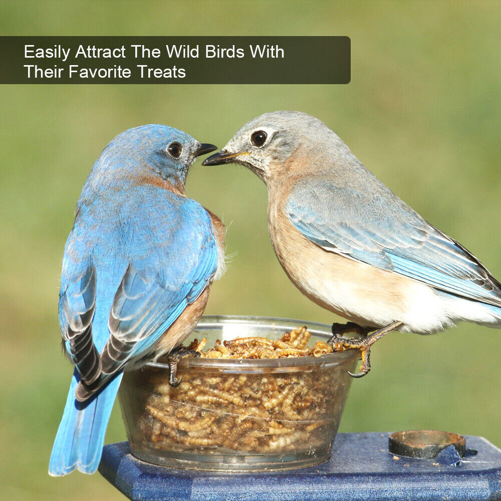Wholesale Bulk Dried Mealworms for Wild Birds Food Blue Bird Chickens Hen Treats