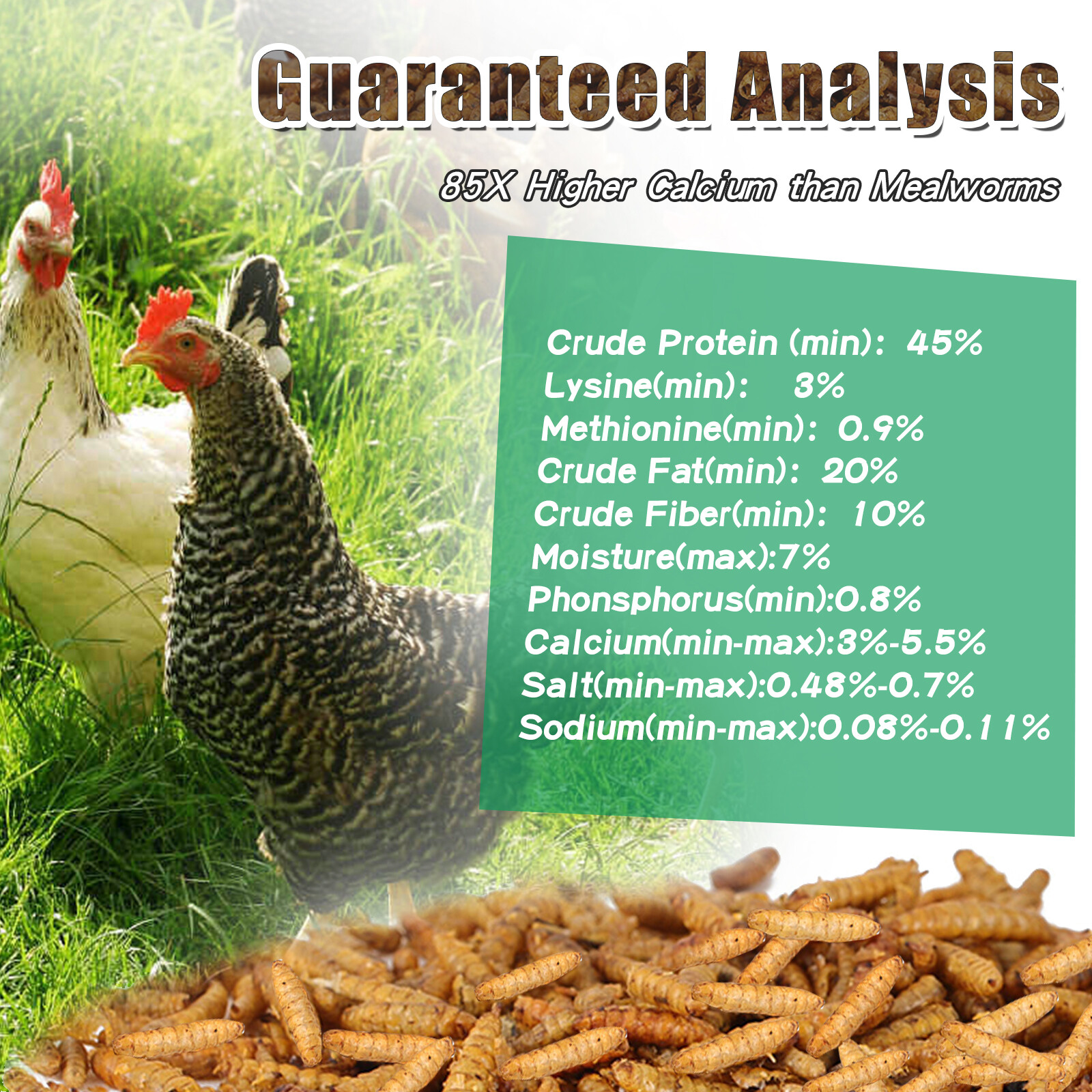 Dried Black Soldier fly Worm Non-GMO Natural Premium High Protein for Chickens