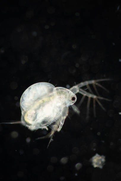 Live Daphnia Moina/Water Fleas | Live Fish Food (0.3 mm to 1.5 mm)