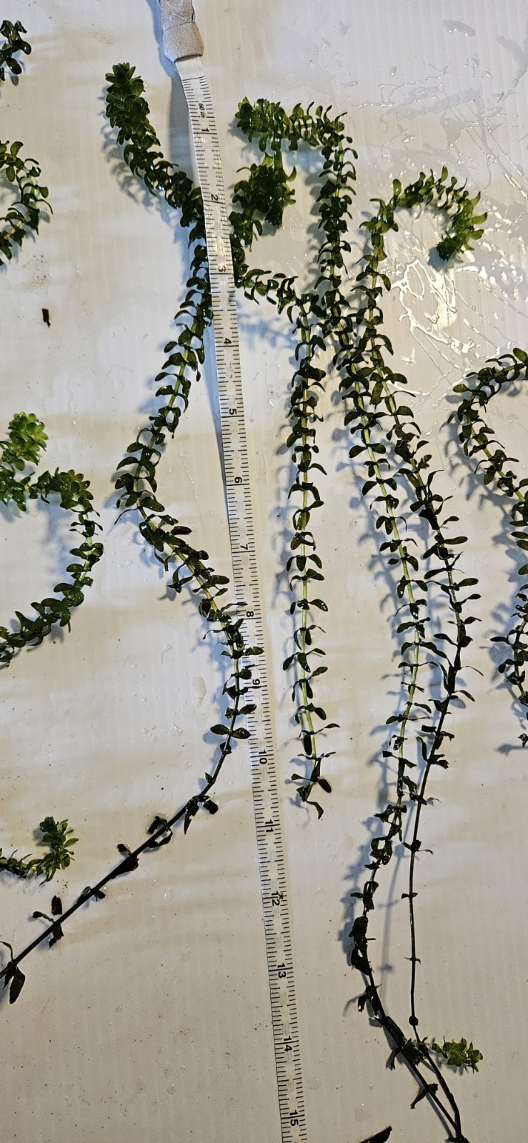 100 STEMS ELODEA CANADENSIS WATER PLANTS KOI Aquarium Or Ponds
