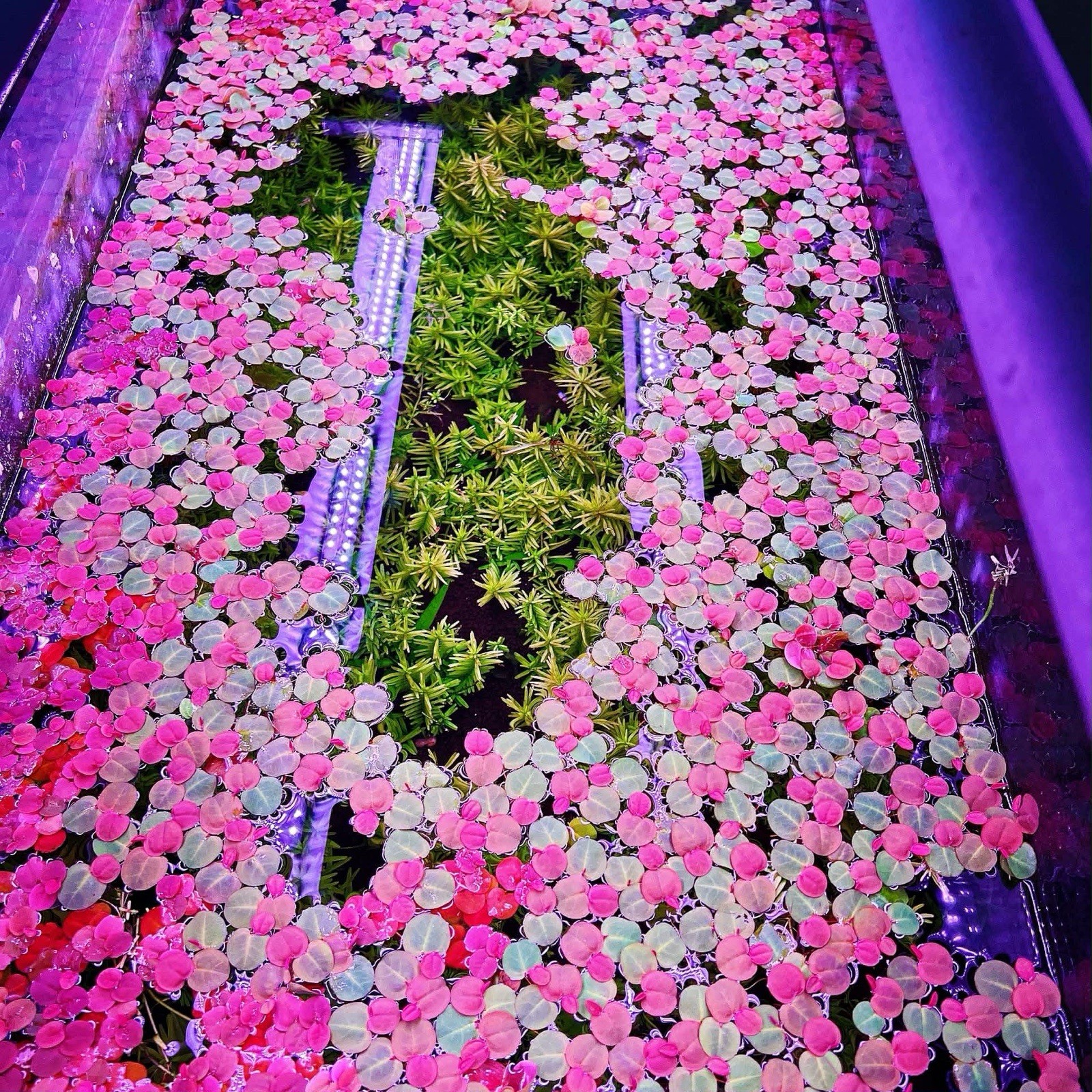 Mix 4 Different Live Aquarium Plants Combo Buy 2 Get 1 Free