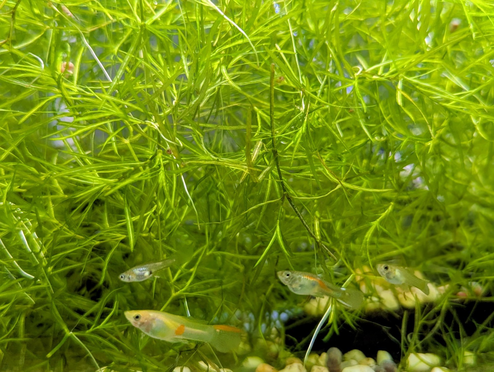 Guppy Grass Live Aquarium Plant Najas Shrimp Fry Safe Bio Filter Easy Growth