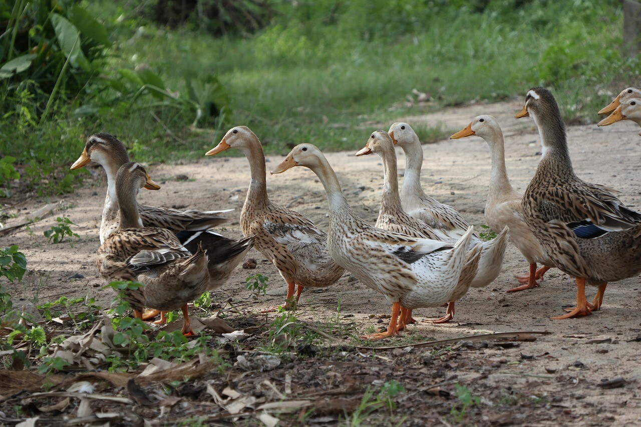 Chicken Scratch Feed Duck Turkey Quail Pheasant Wheat Milo Corn Sunflower Peas