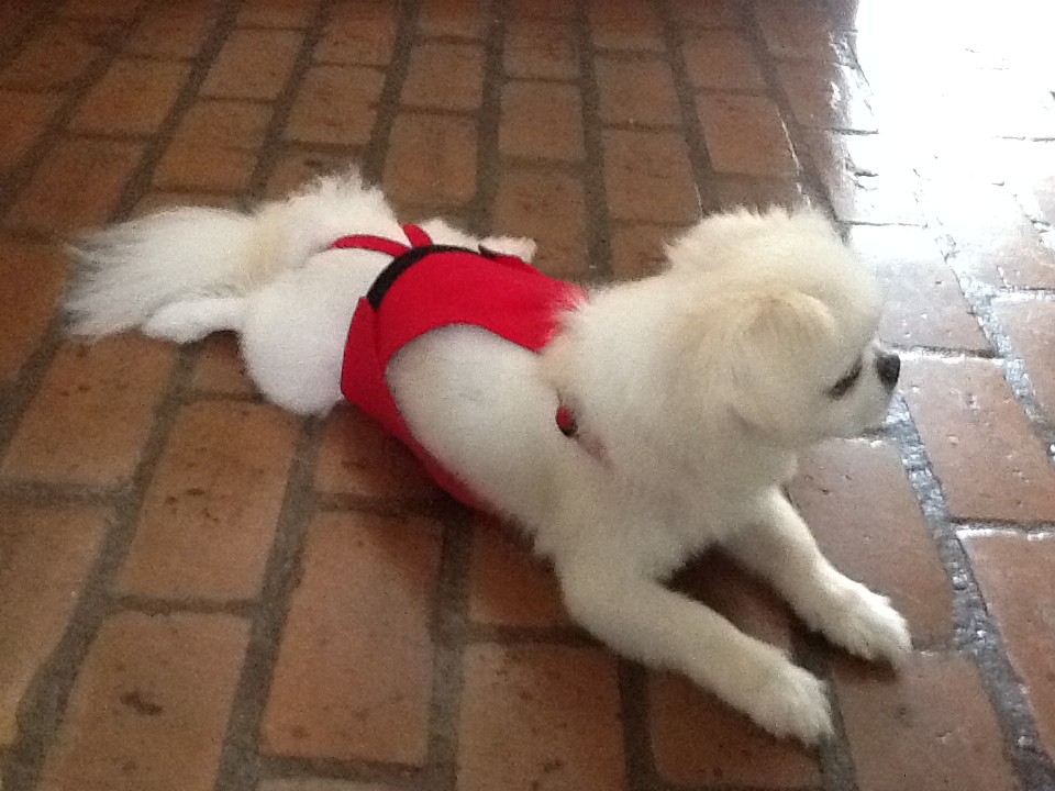 PeeKeeper Escape Proof Dog Diapers for Male and Female, Stay On Dog Diapers