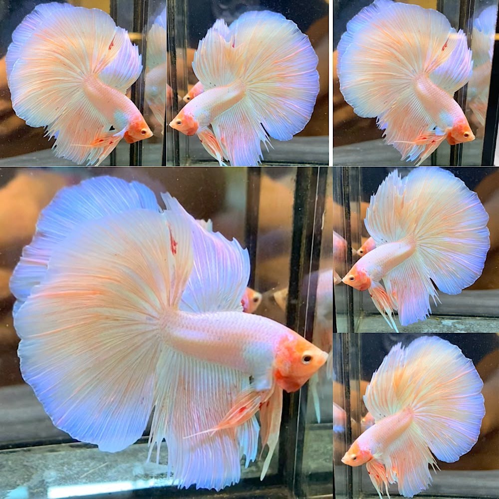 Live Betta Fish Halfmoon Male Grade Premium (RG) USA Seller RARE EDITION