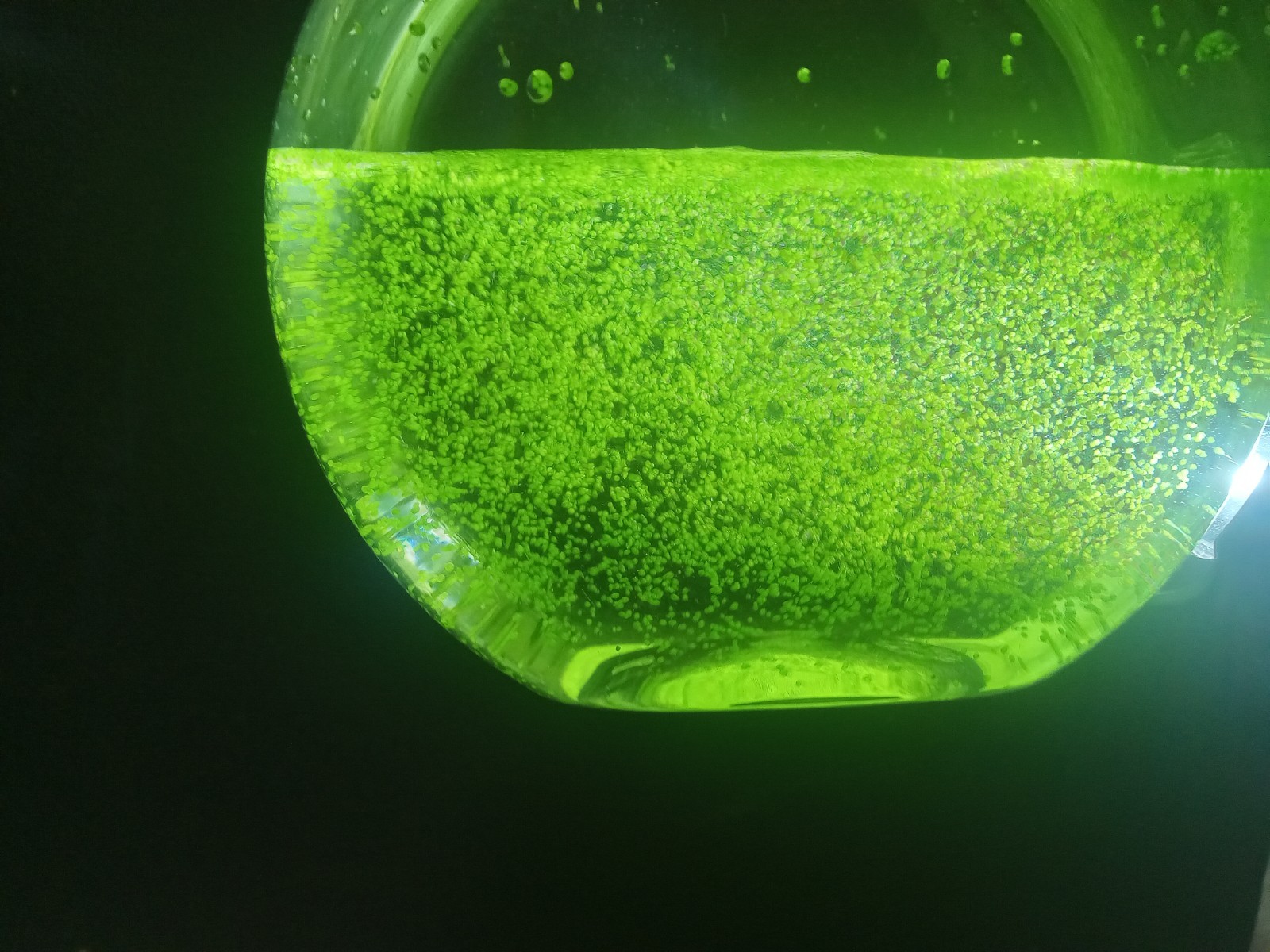 Wolffia Globosa, Worlds smallest flowering Floating plant, Micro Aquarium. Easy