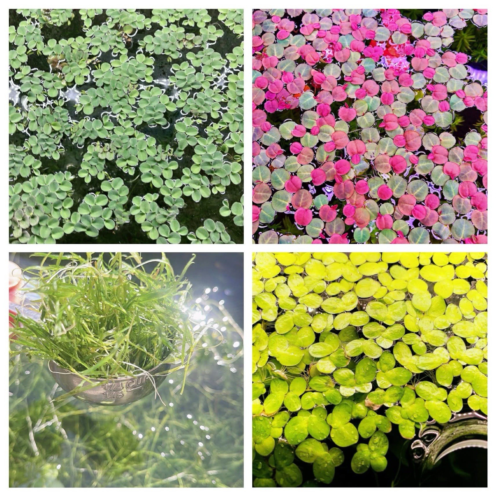 Mix 4 Different Live Aquarium Plants Combo Buy 2 Get 1 Free