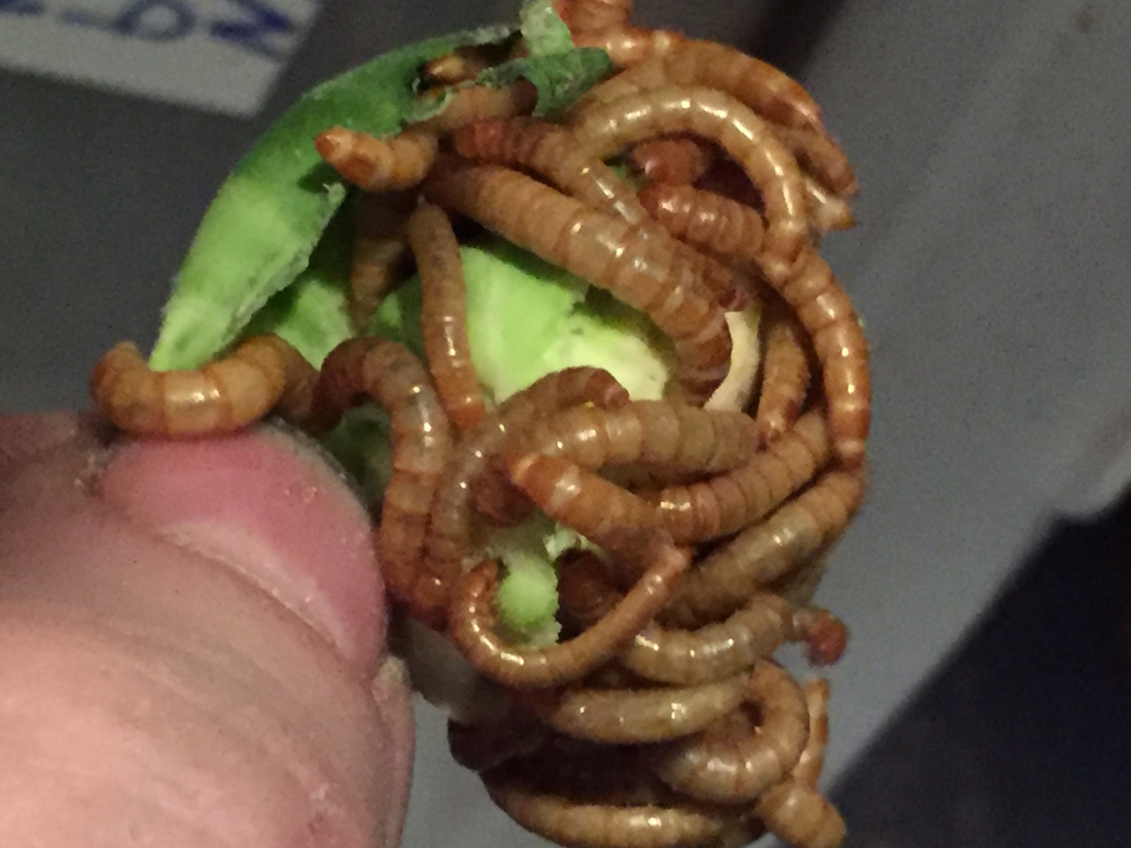 2,500 Live Medium High Quality Mealworms ORGANICALLY Raised in the (PNW)