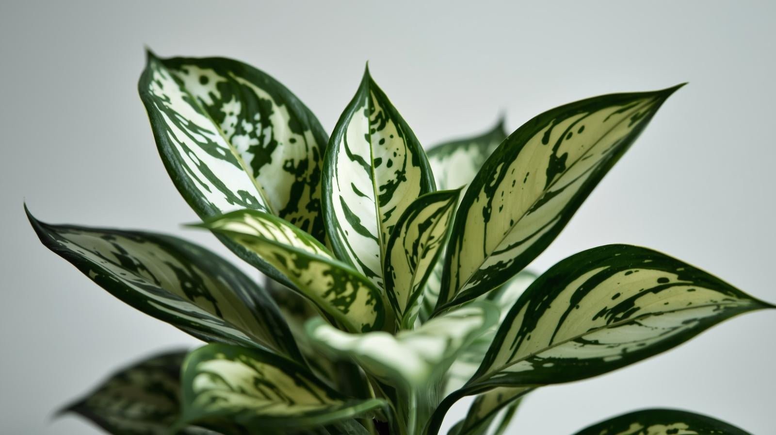 Hygrophila Corymbosa Variegated Marble Temple Aquarium Plants BUY 2 GET 1 FREE