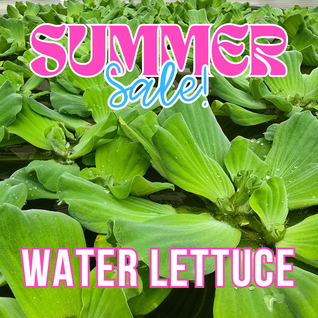 Water Lettuce Pistia Floating Pond Plant Aquarium Plant Easy Live Plant on sale
