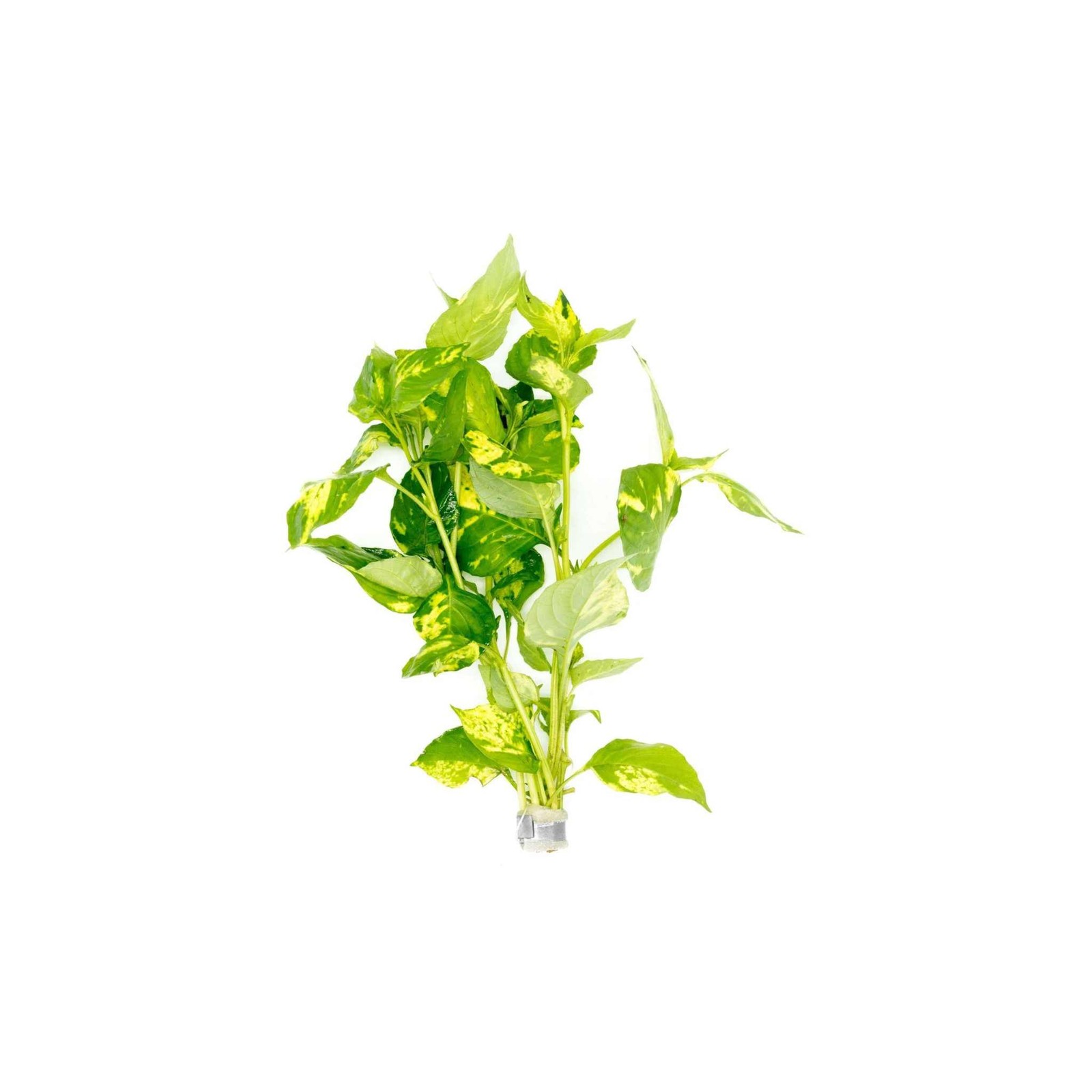 Hygrophila Corymbosa Variegated Marble Temple Aquarium Plants BUY 2 GET 1 FREE