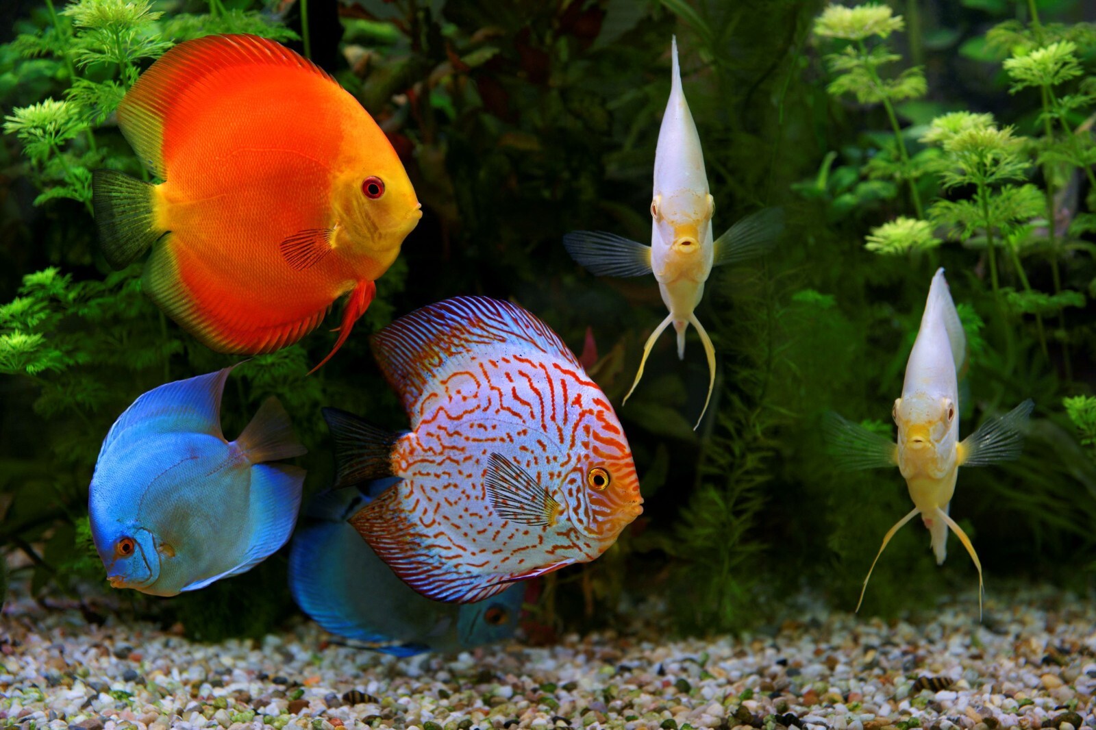 Ultra Intense Color Enhancing Floating & Sinking Cichlid Pellets. Apx 1 mm