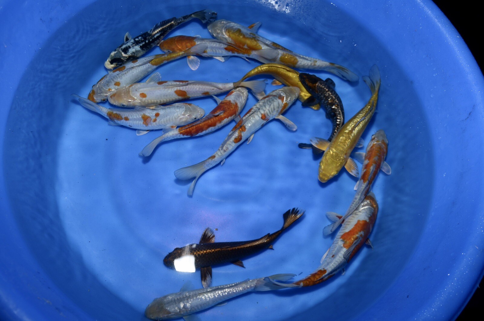 LOT OF 10 HQ Kawarimono Koi 8-10” JAPANESE Koi live fish standard fin A1koi