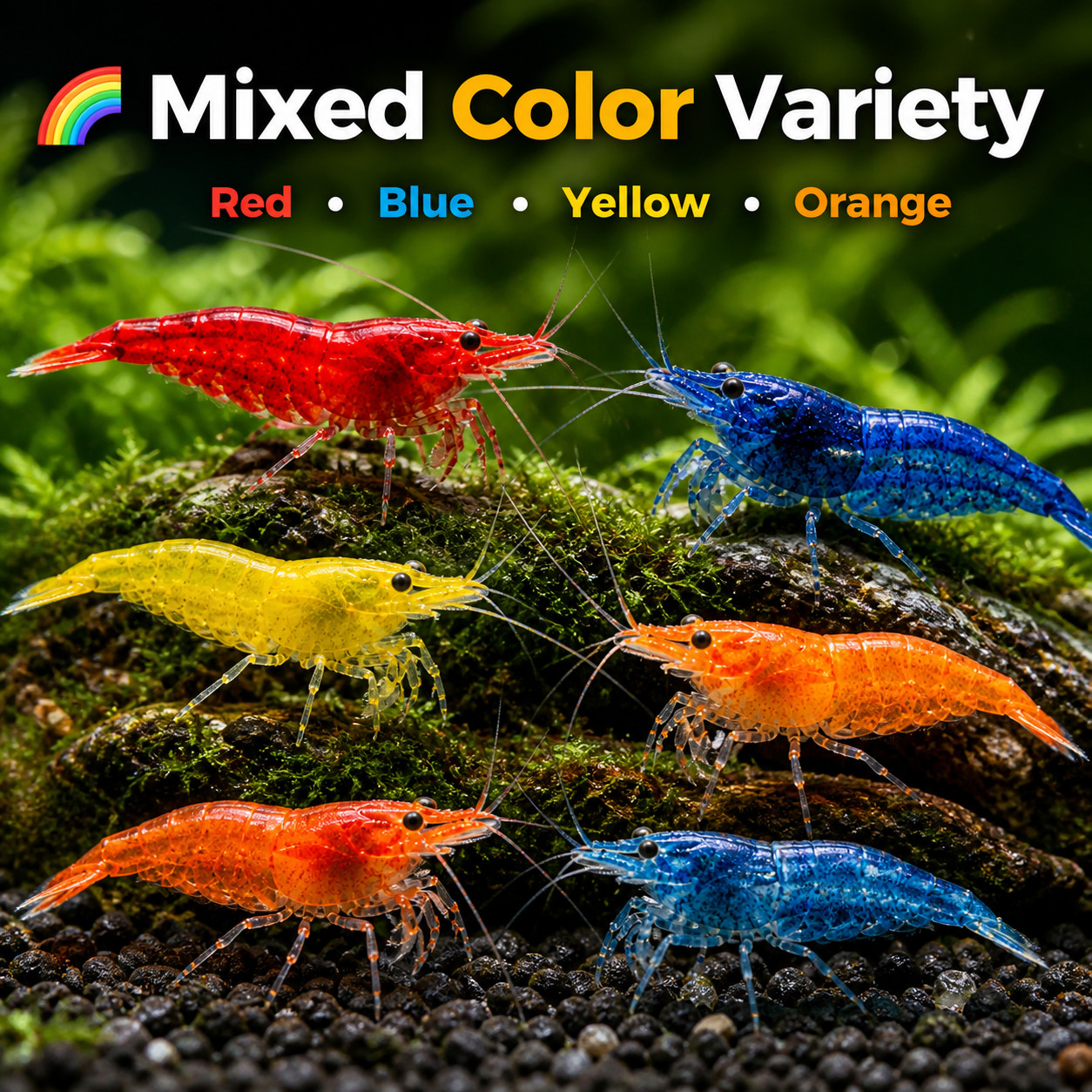 20+2 Mixed Neocaridina Live Shrimp – Freshwater Aquarium shrimps – Live Arrival