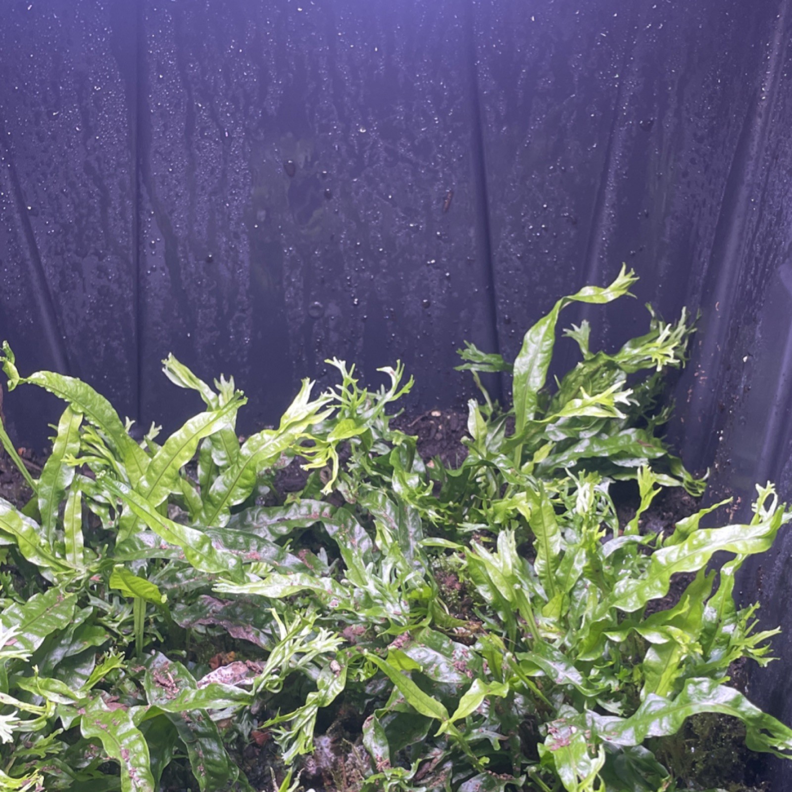 Java Fern Windelov beginner aquatic plants x3 (emersed grown)