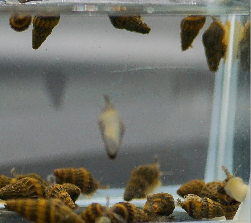 100 (+5 DOA) 1.0 – 2.0 cm Assassin Snails Imported Directly From Thailand