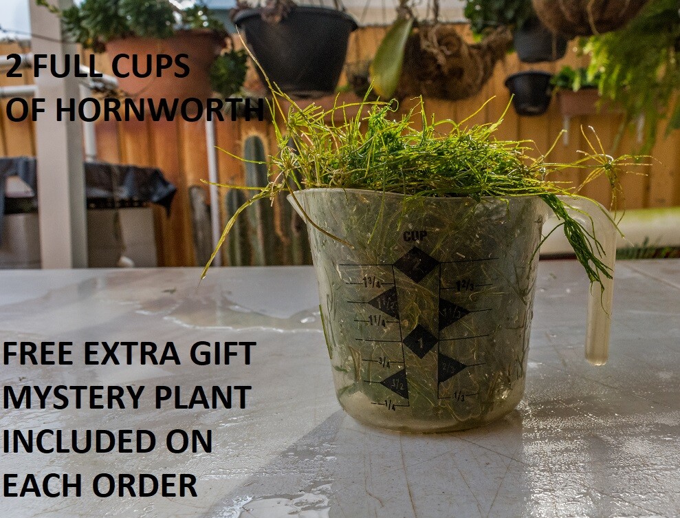 2 Cup Of Hornwort ( Ceratophyllum demersum) For Outdoor Ponds & Aquariums tanks