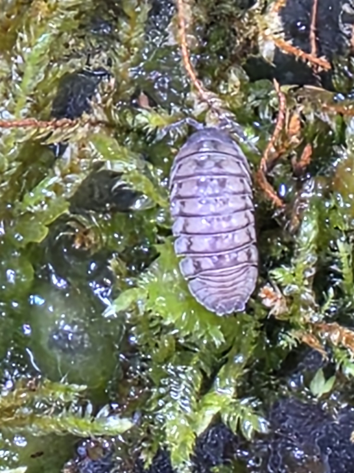 Rare Striking Purple – Blue Hue Isopods 10+ ct Free Shipping!