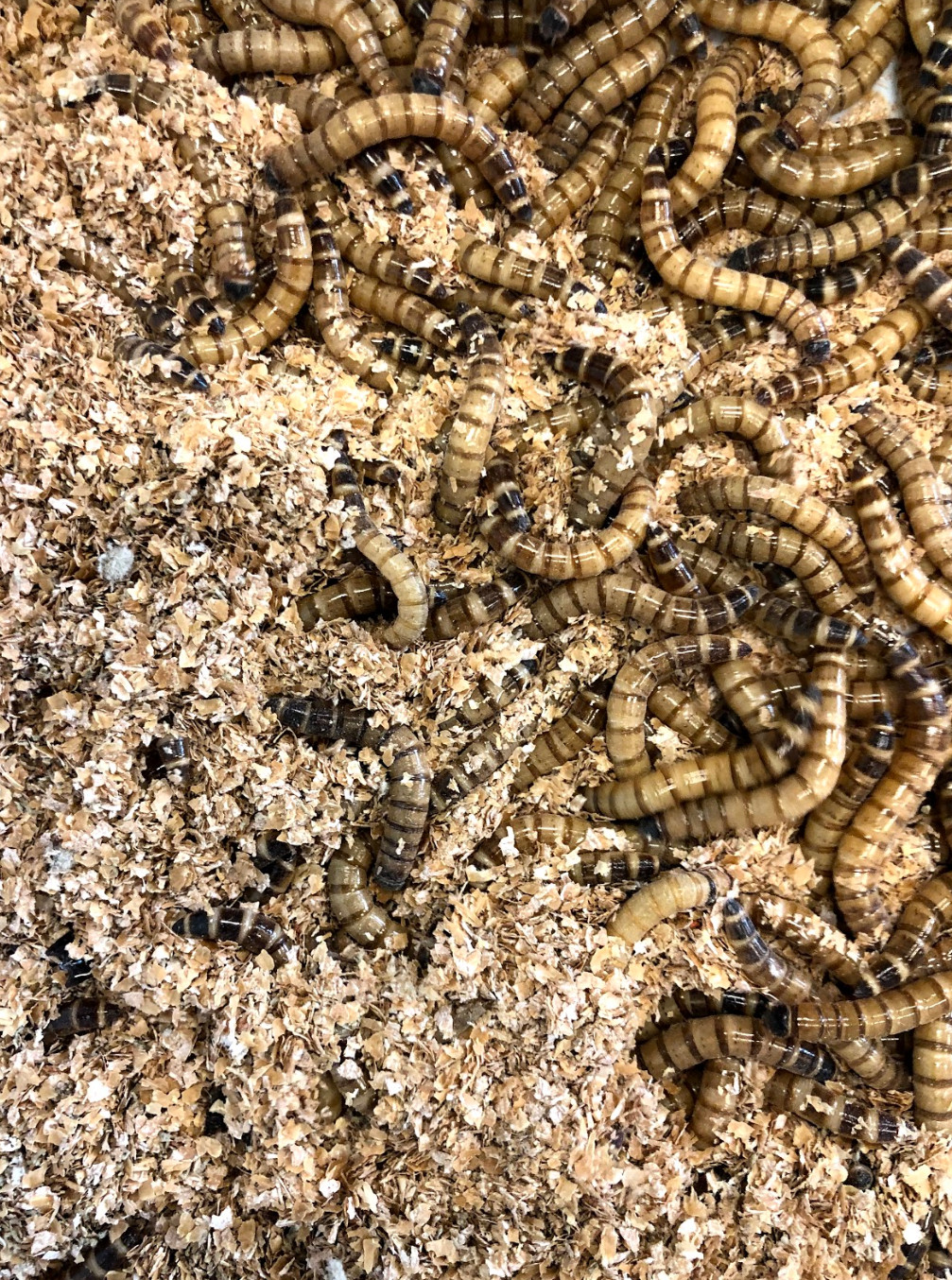 Wheat Bran