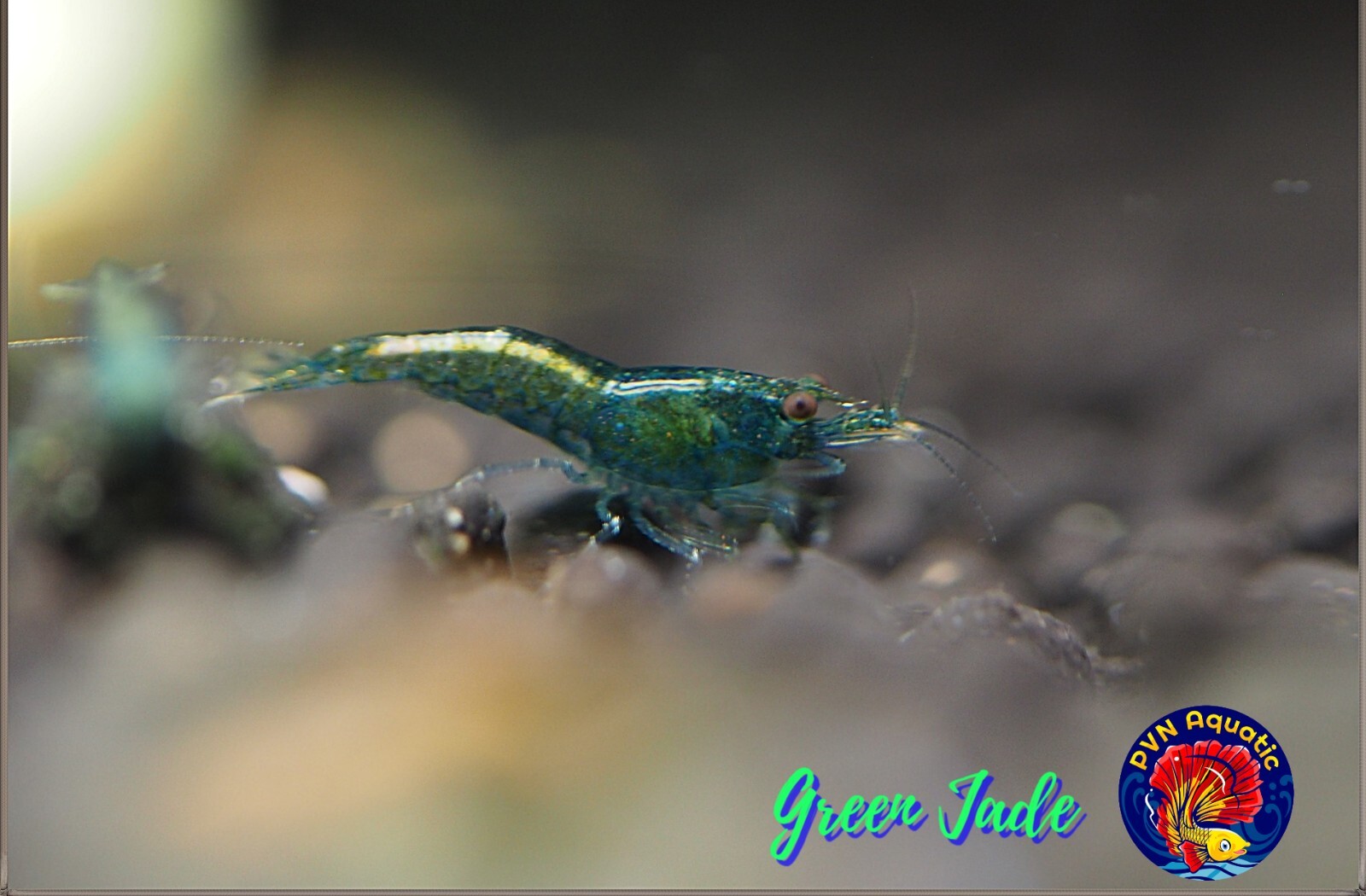 10+1 GREEN JADE – Freshwater Neocaridina Aquarium Shrimp. Live Guarantee