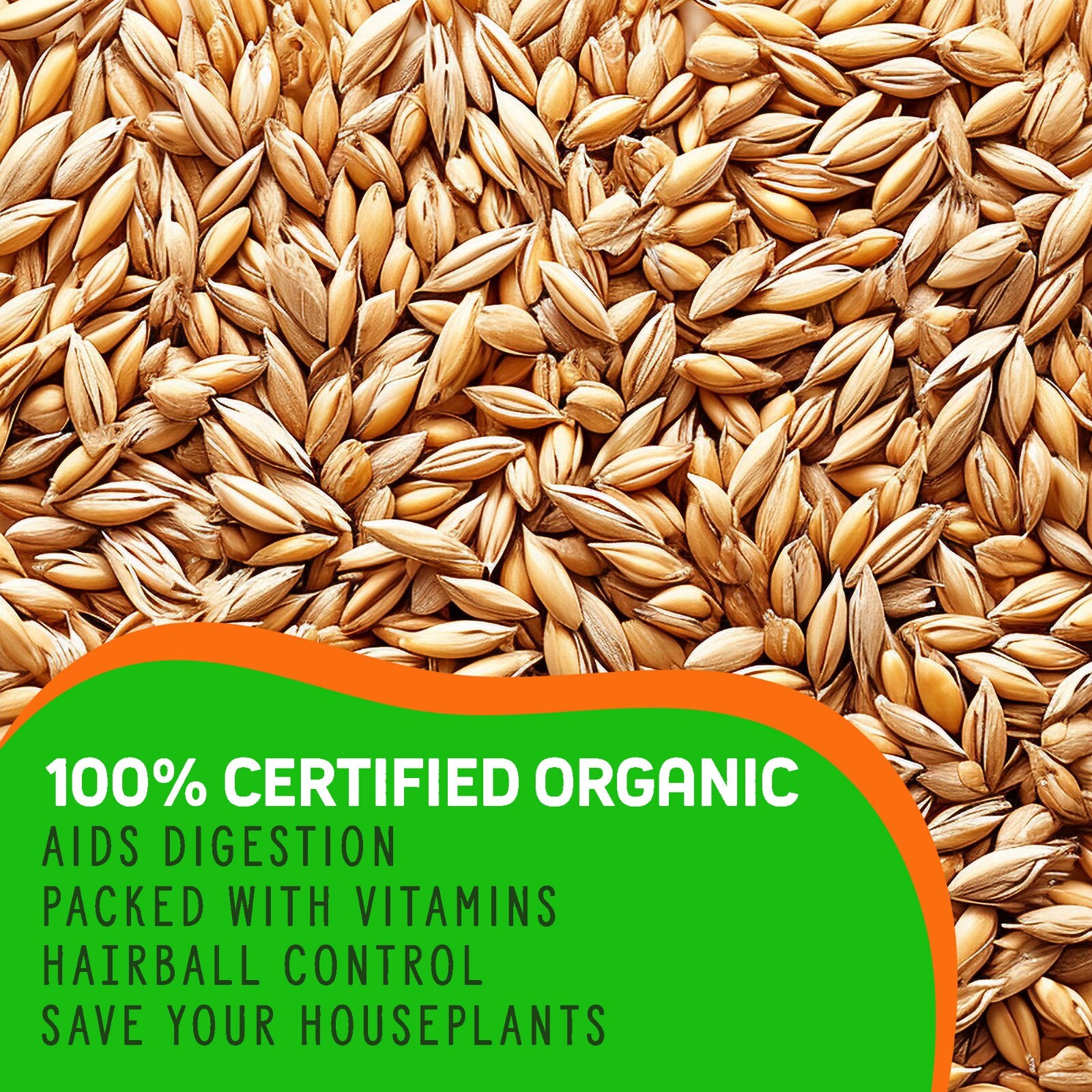 1 Pound Premium Organic Cat Grass – Non GMO Mixed Seeds – Wheatgrass Seeds