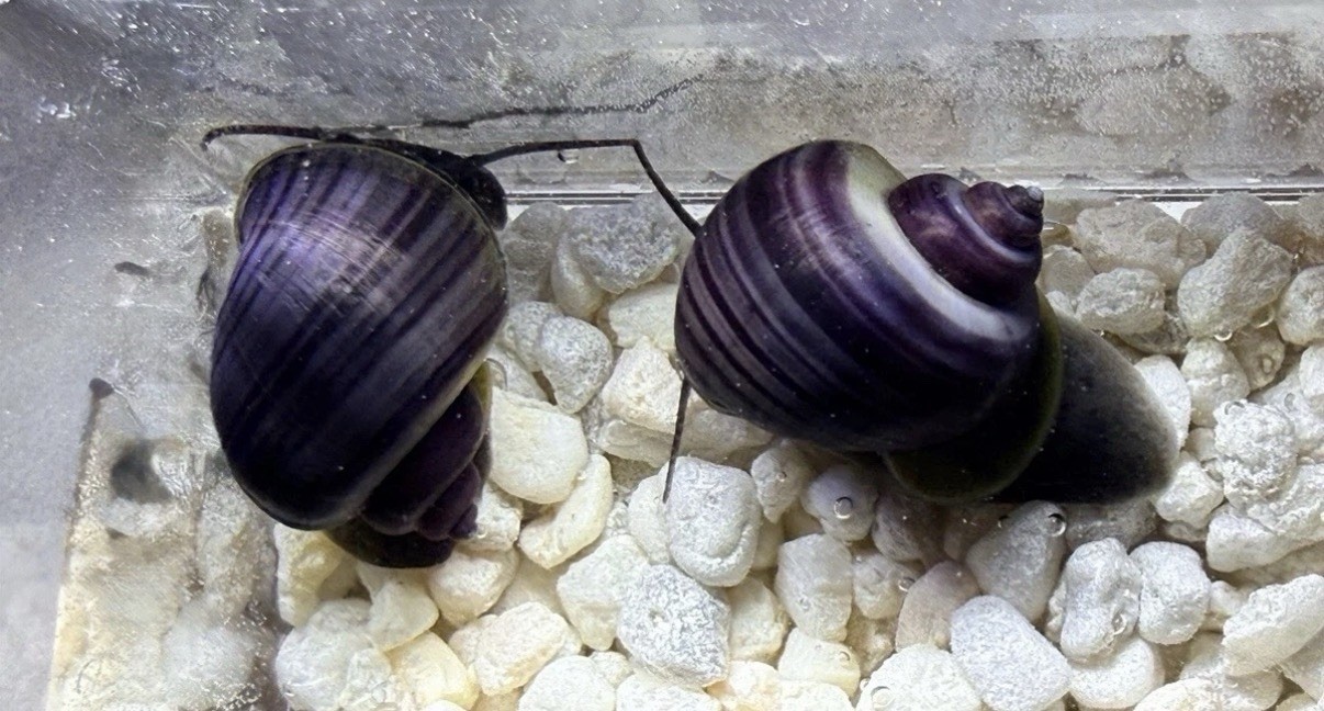 3 Purple Mystery Snails