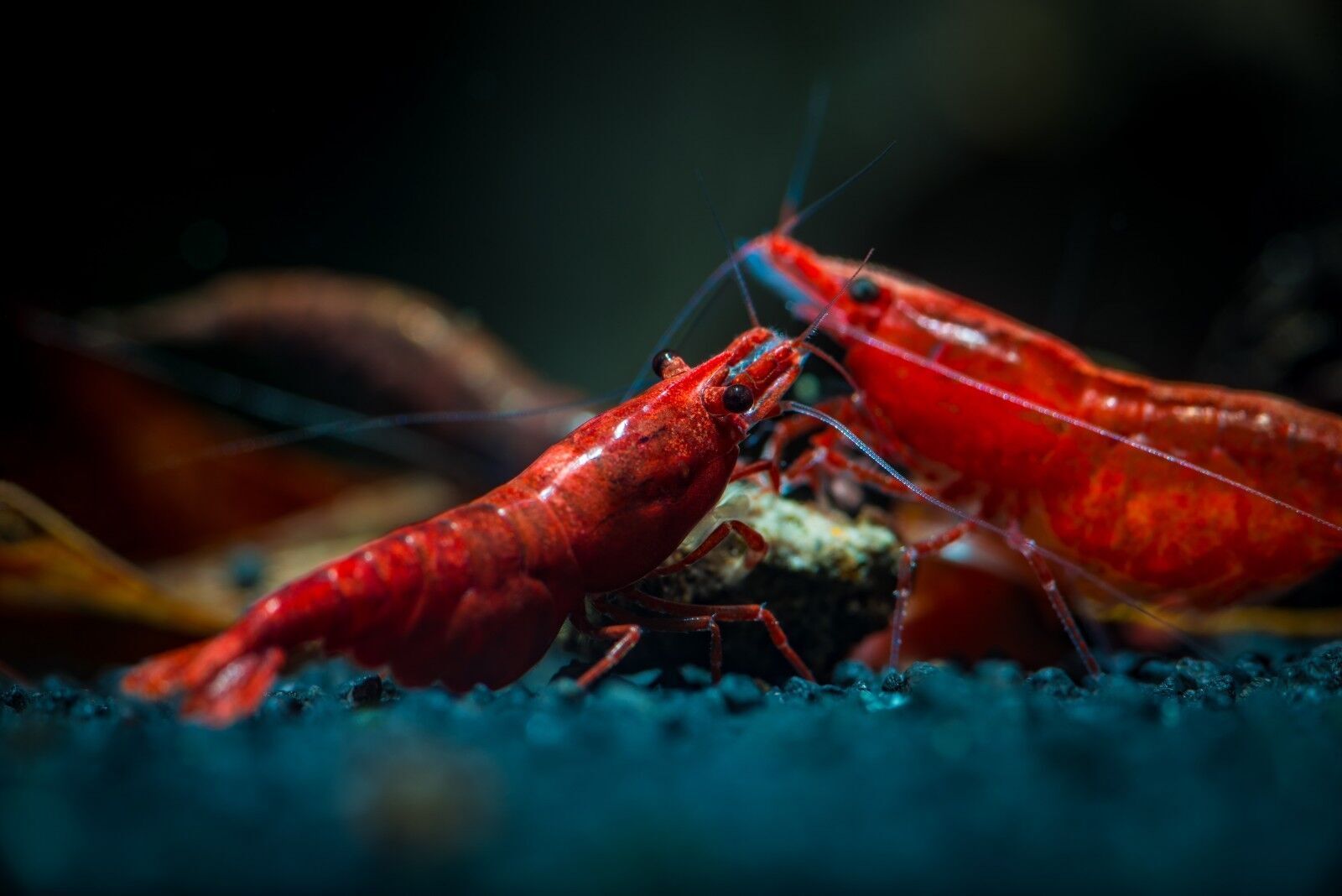 FRESHWATER SHRIMP,SNAIL FOOD,CRAYFISH GROWTH BITS,Snails,Bottom Feeders,142S