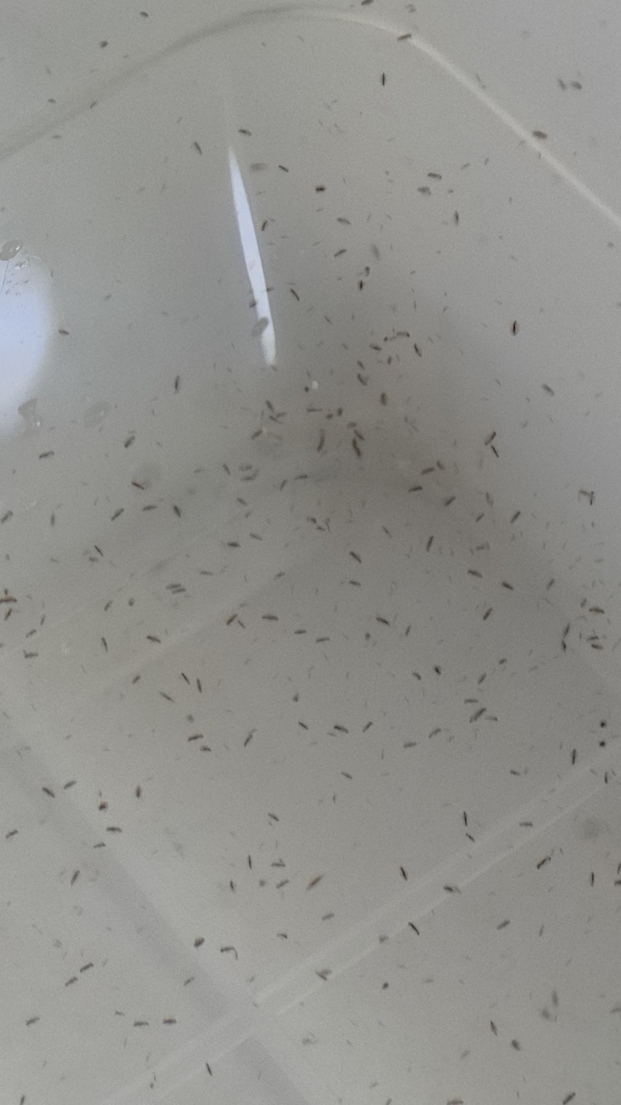1000 #LIVE MOINA + DAPHNIA + 2gr food Starter Culture Buy 2 Get 1 Free