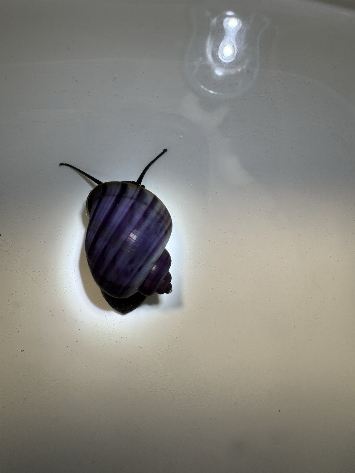 3 Purple Mystery Snails