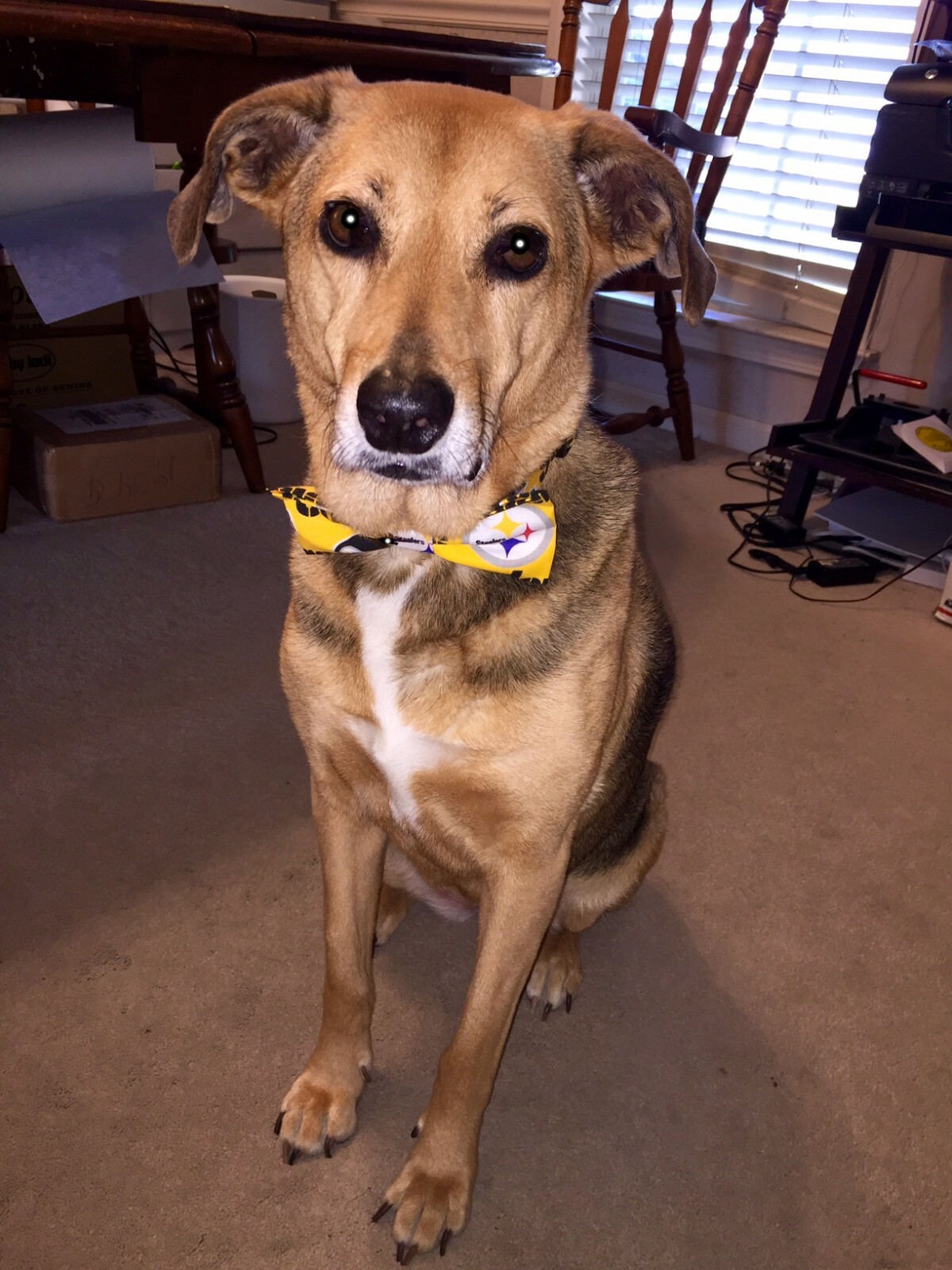 Red White Blue USA Flag 250 Terri’s Dog Collar handmade adjustable 4th July