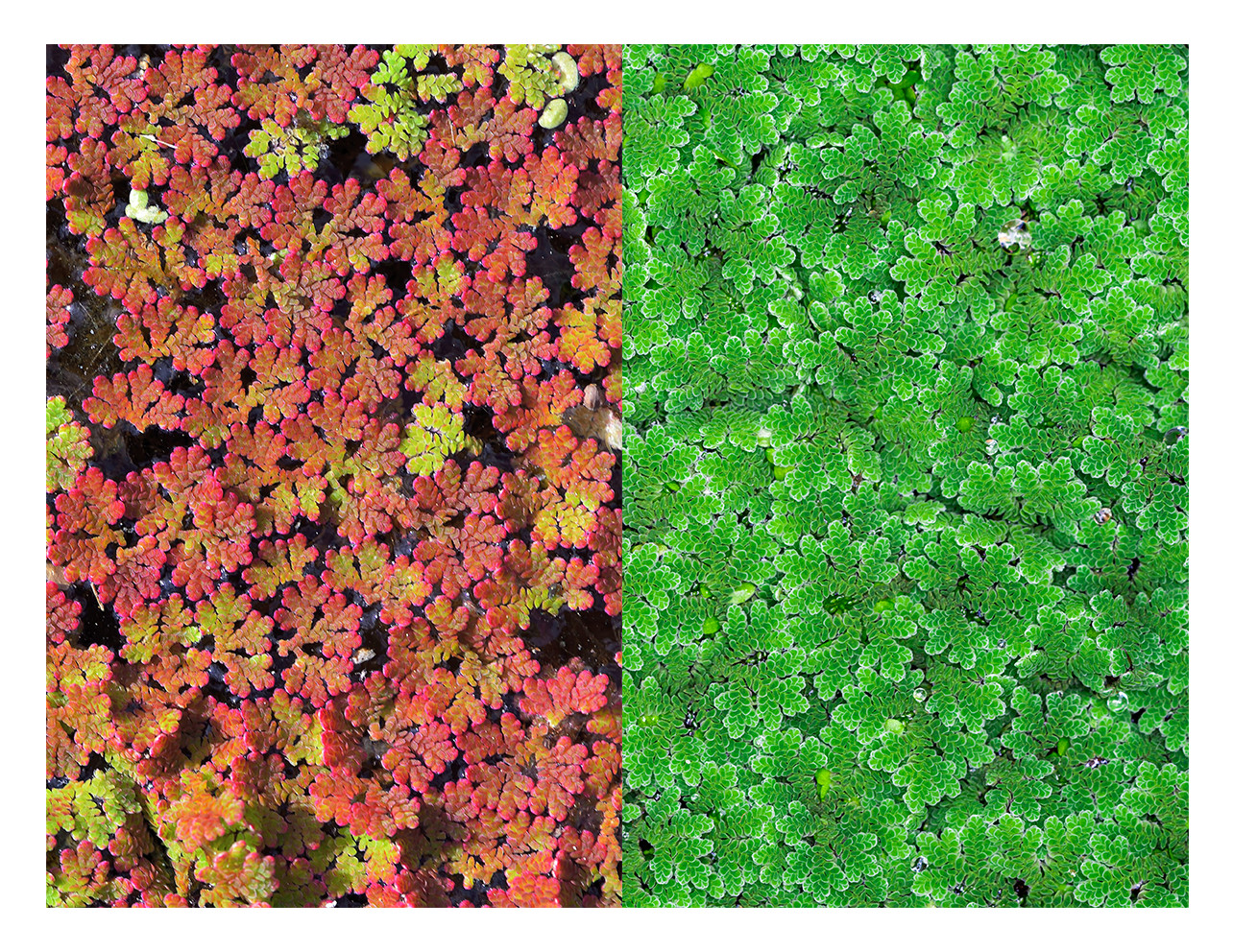 Azolla caroliniana Fairy Moss Live Floating Aquarium Pond Plant multi sizes