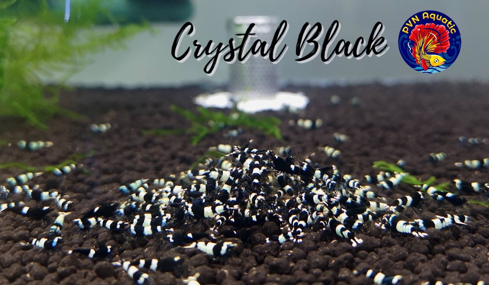 10+1 Crystal Black Shrimp CBS (Mixed Grade S-SSS) – Live Guarantee – USA Stock