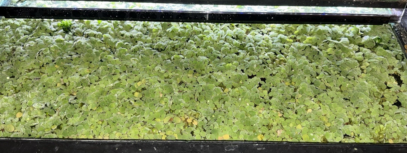 20+ Live Plants – Dwarf Water Lettuce – Beginner – Floating – 60+ Leaves