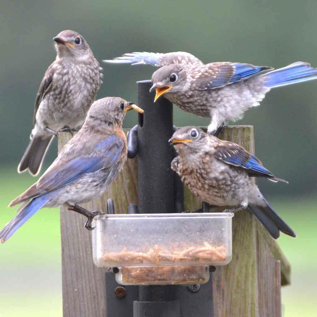 Wholesale Bulk Dried Mealworms for Wild Birds Food Blue Bird Chickens Hen Treats