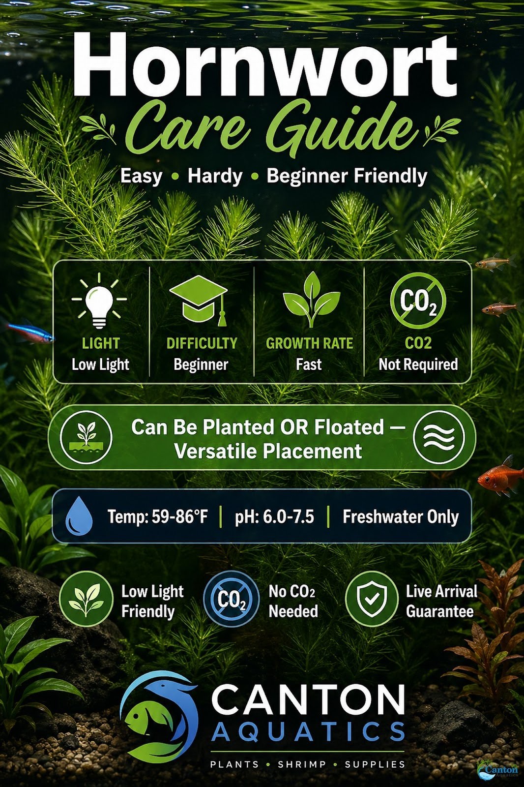 10 Pack Hornwort Bunches — Live Freshwater Aquarium Plant