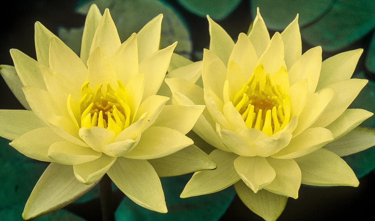 RED Live Hardy Water Lily Tubers Aquatic Pond Plants Lilies