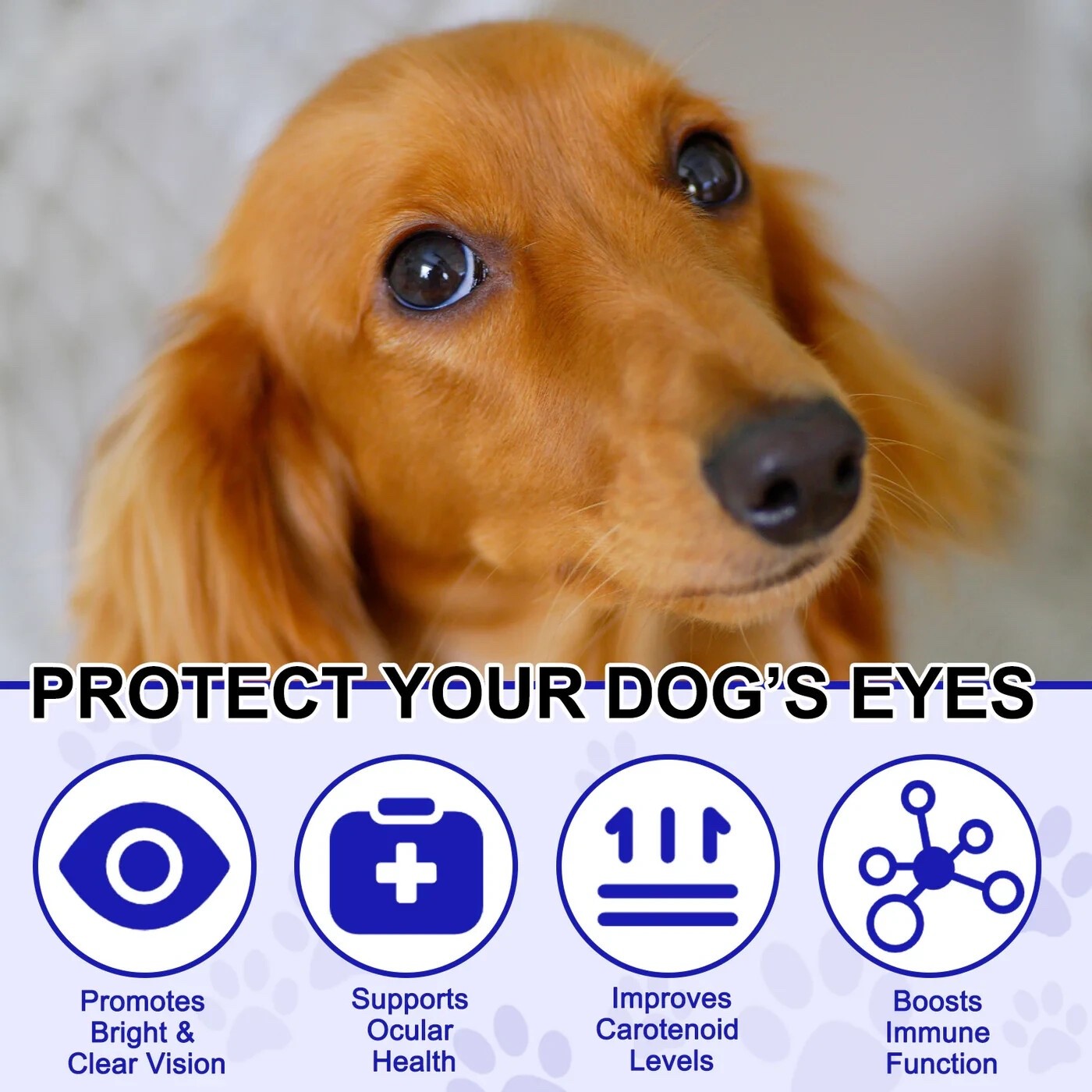 Eye Care for Dogs – 180 Chewable Tablets – Vision & Immune Support Supplement