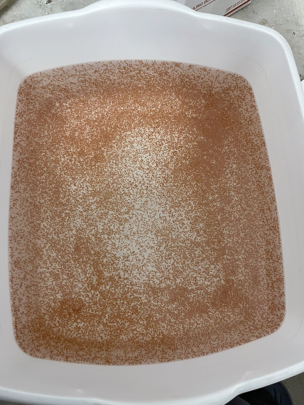 2000 + live daphnia magna (ship Monday & Tuesday )