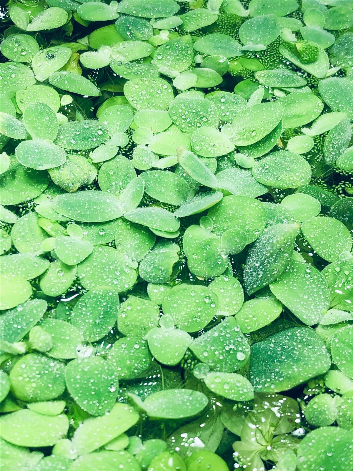 14 Water Lettuce SM/Baby Water Lettuce Freshwater Floating Plants Ponds/Tanks